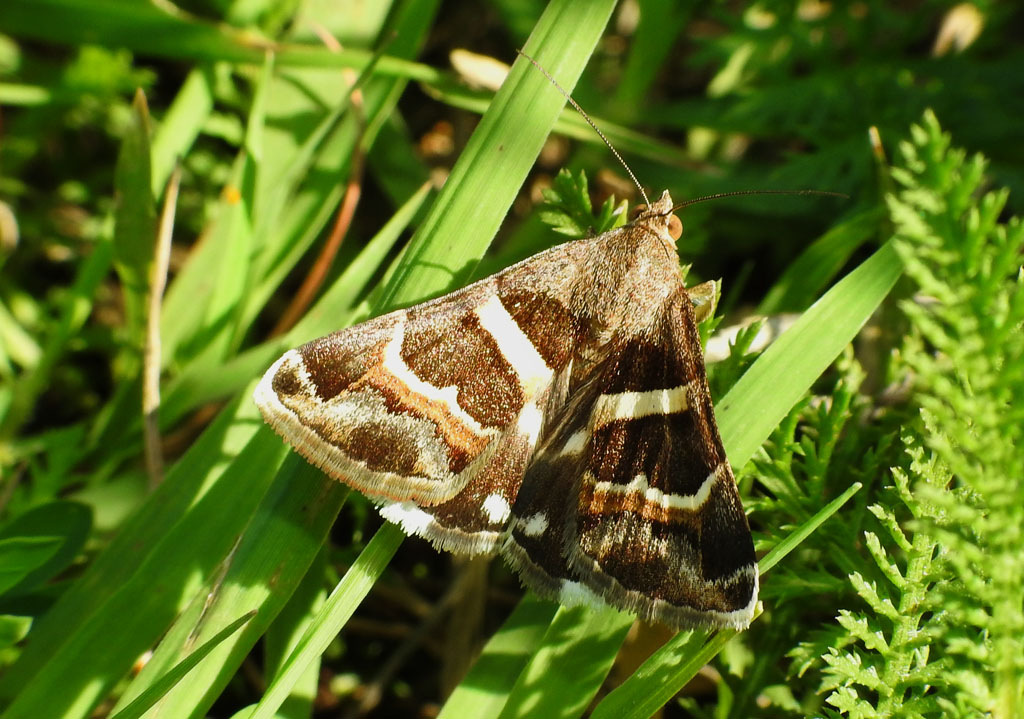 Incontro fortunato di ieri - Grammodes stolida